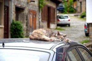 cat-1407313_640